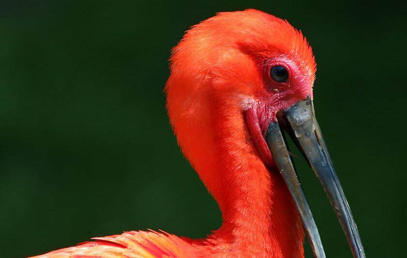 IBIS ROUGE